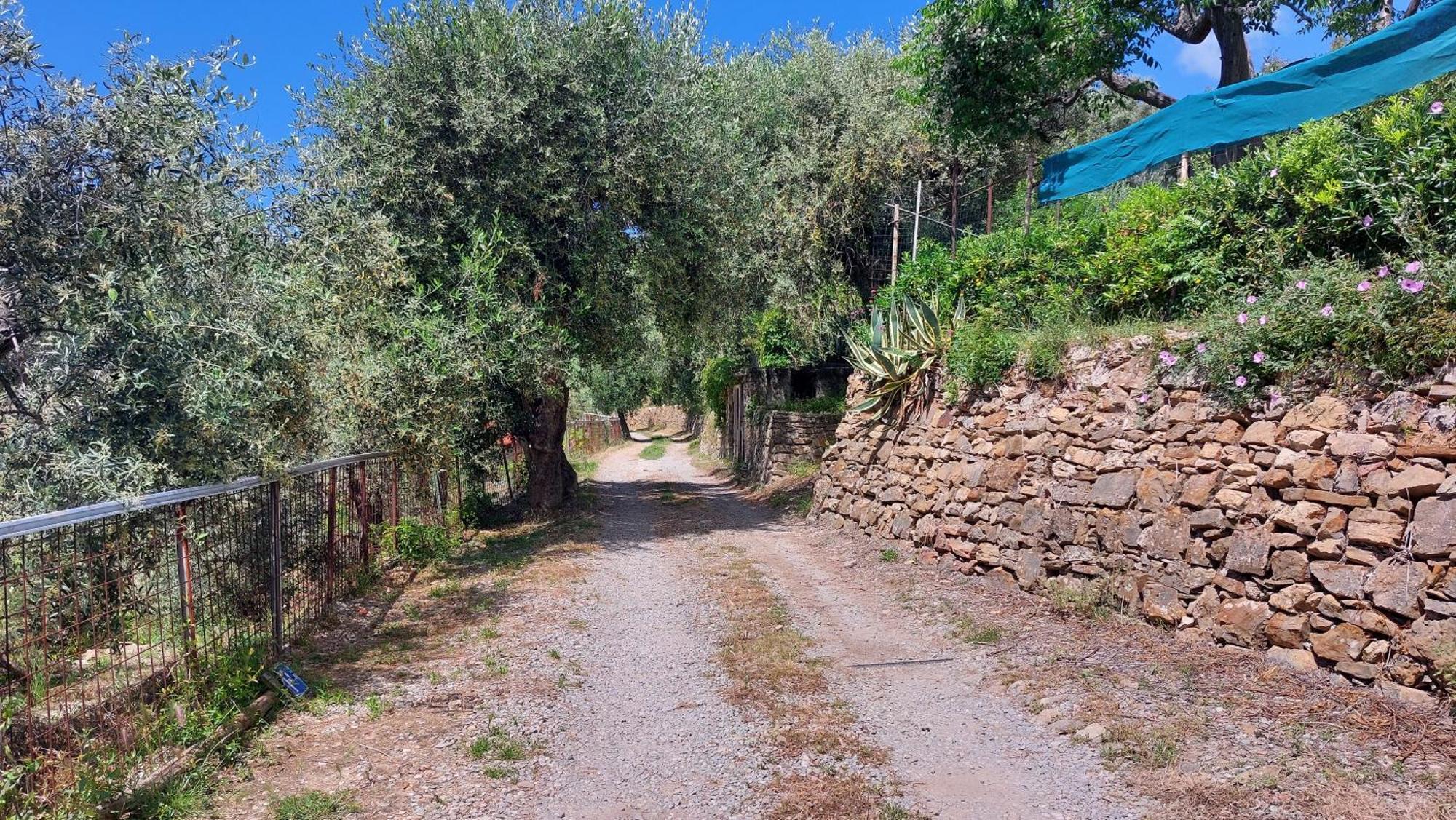 Il Nido Del Viaggiatore Vallebona Екстериор снимка